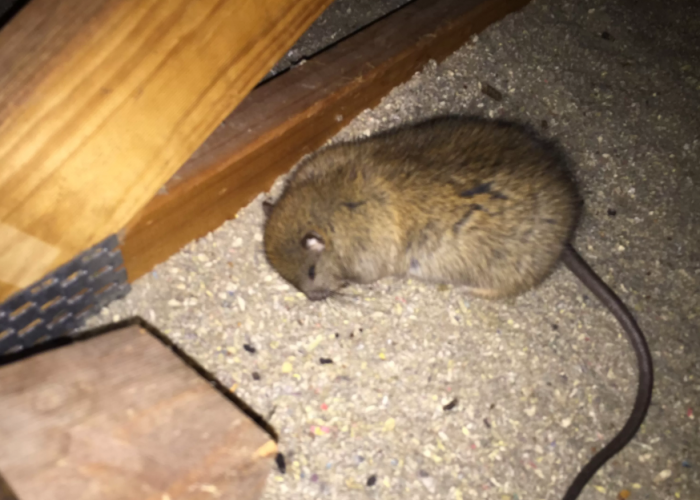 6 Cara Alami Mengusir Tikus di Plafon Rumah, Ampuh Bebaskan Rumah dari dari Hama Kotor