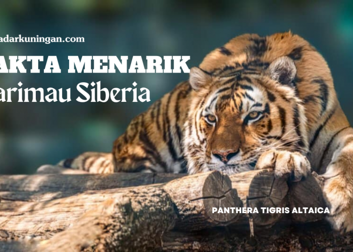 Satu-Satunya Harimau yang Bertahan Hidup di Iklim Bersalju! Begini Fakta Menarik Harimau Siberia