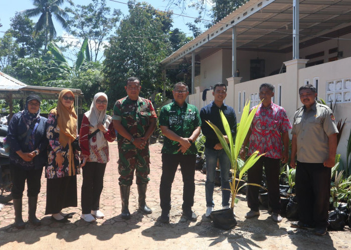 Diskatan Kuningan Salurkan Ribuan Bibit Kelapa Genjah