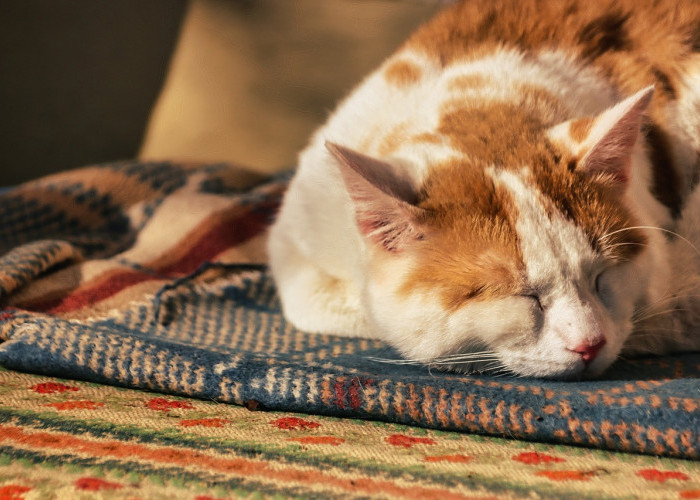 Bukan Malas, Ini 7 Alasan Kenapa Kucing Tidur Terus, Bisa Jadi Sedang Stres