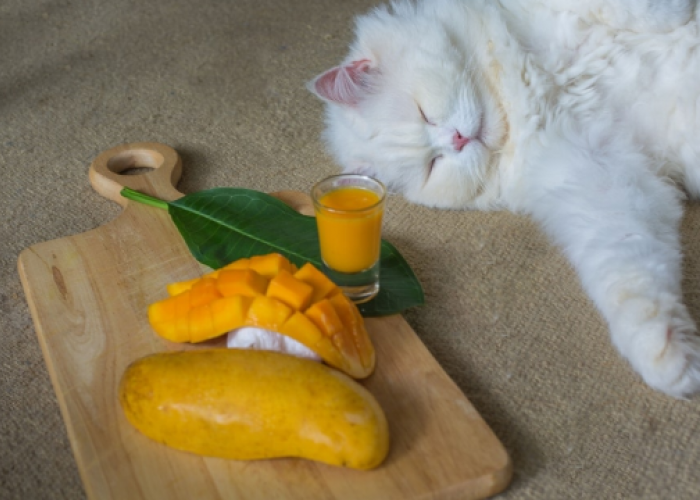 Apakah Kucing Boleh Makan Buah Mangga? Ini 5 Buah yang Aman Dikonsumsi Kucing Peliharaan Kamu!