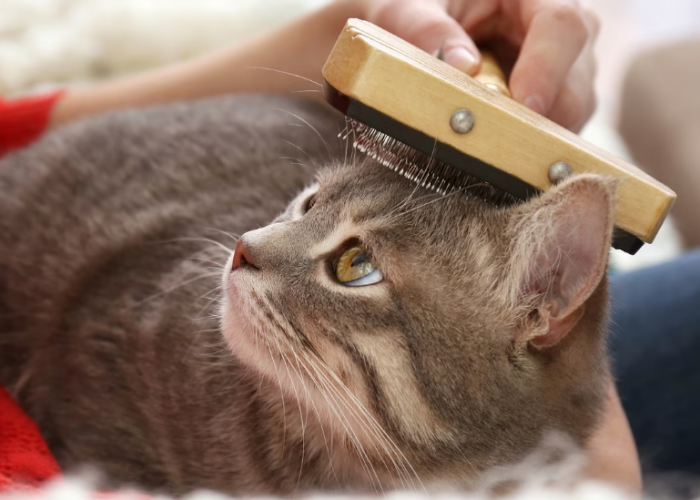 Berikut 4 Cara Untuk Mengurangi Kerontokan Bulu Kucing Peliharaan Kita, yang Masih Jarang Diketahui Catlovers!