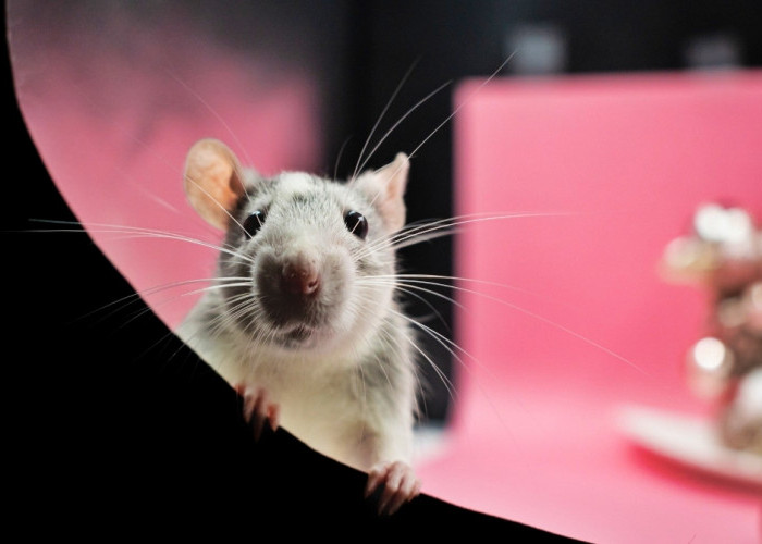 Tikus Sangat Menggangu di Rumah Anda? Berikut Beberapa Cara Alami Mengusir Tikus dari Rumah 
