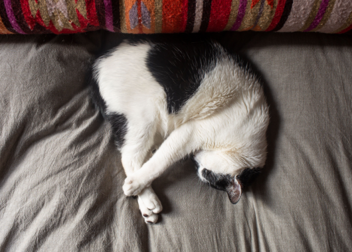 7 Macam Posisi Kucing Tidur yang Menggemaskan Dengan Maknanya yang Perlu Diketahui