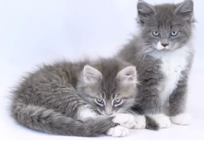6 Ciri Kucing Kampung Mix Persia, Hasil Kawin Kucing Ras dan Kucing Liar