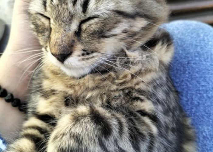 Kenapa Kucing Suka Tidur di Pangkuan Kita? Yuk Simak 7 Faktor Yang Membuat Kucing Nyaman Berada di Dekat Kita