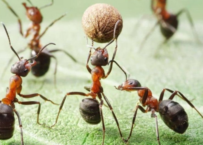 Cara Mengusir Semut dari Rumah dengan Bahan Alami atau dengan Bahan Kimia, Ada 9 Bahan Alami dan 2 Bahan Kimia