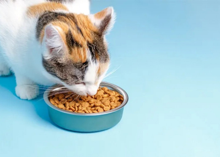 Inilah 3 Makanan Kucing Murah dan Bergizi (Dry Food dan Wet Food), Cocok Dikonsumsi Kucing Kampung Maupun Ras!