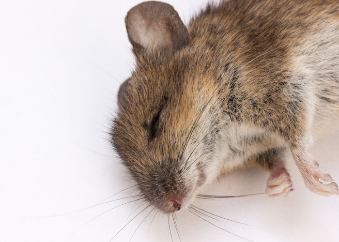 4 Resiko Tidak Membuang Bangkai Tikus di Rumah, yang Perlu Diperhatikan