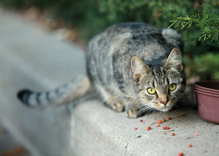 Menjengkelkan! Inilah Cara Cegah Kucing Liar Masuk Rumah Sembarangan