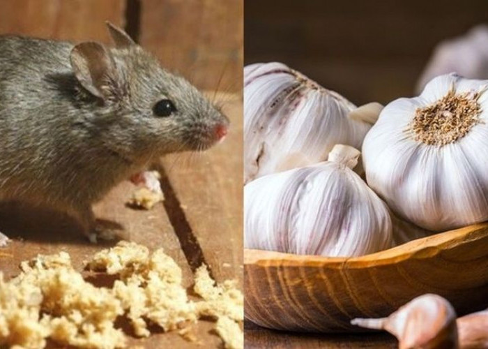 Meletakan Bawang Putih Bisa Bikin Tikus Terusir Dari Sarangnya? Inilah 6 Cara Ampuh Usir Tikus di Rumah