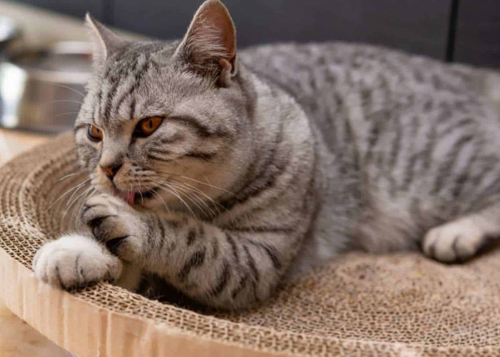 Pemburu Handal, Inilah 5 Ras Kucing Pemberani yang Cocok Dipelihara, Bisa Mencegah Ular Masuk Rumah