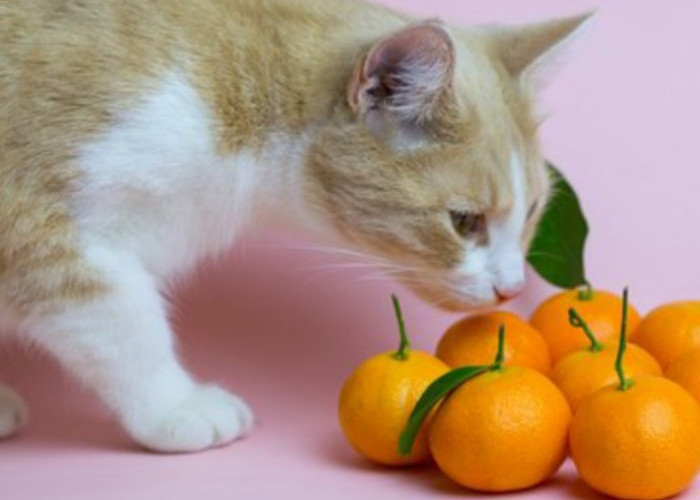 5 Cara Menggunakan Jeruk Nipis untuk Mengusir Kucing yang Sering Berak Sembarangan