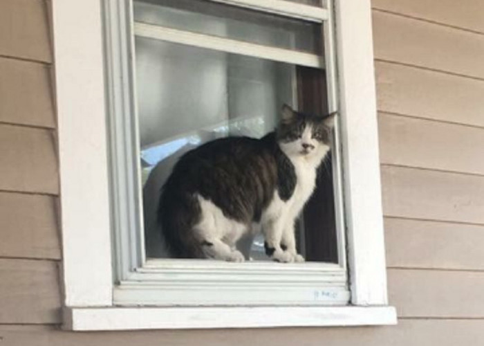 Kenapa Kucing Suka Bertengger di Jendela Rumah? Ternyata Karena 5 Hal Ini