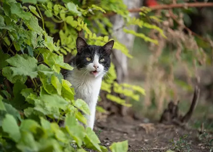 Bikin Kucing Kapok Datang Ke Rumah! Yuk Simak 5 Cara Mengusir Kucing Liar Paling Ampuh