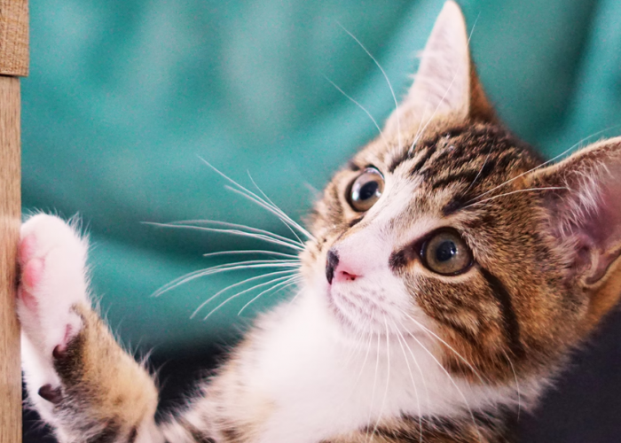 Apakah Aman? Ini 3 Alasan Kucing Liar Boleh Dipelihara di Luar Rumah atau Outdoor