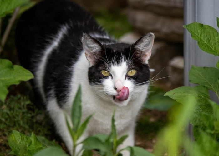 Jangan di Larang! Ternyata Ini Alasan Kucing Memakan Rumput, Benarkah Untuk Kesehatan Anabul?