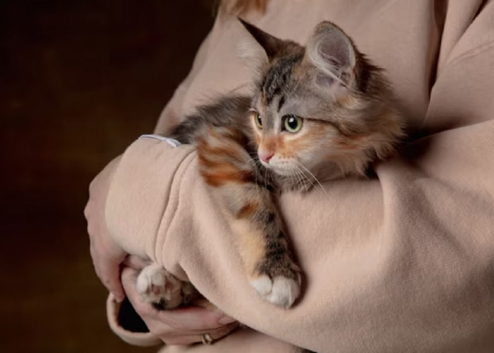 Mengenal 5 Perilaku Kucing Yang Menyukai Pemiliknya, Apa Kucingmu Termasuk?