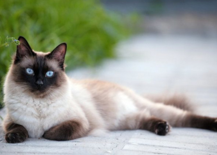 Berapa Tahun Kucing Ras Bisa Hidup? Ternyata Segini Usia Maksimal Kucing Ras