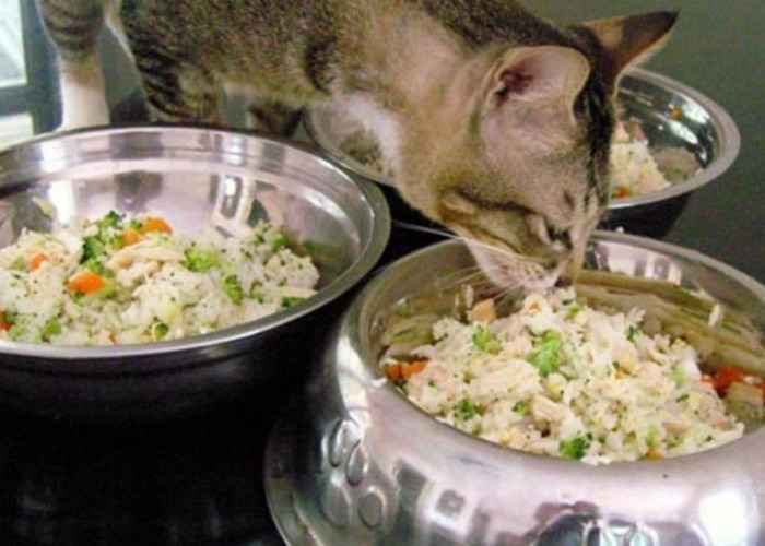 Cara Membuat Makanan Kucing Sendiri dengan Praktis, Intip 4 Resep Berikut Ini, Dijamin Anabul Suka