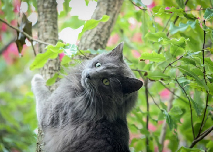 Mengenal 5 Tanaman Hias Yang Paling Disukai Kucing, Catlovers Wajib Punya!