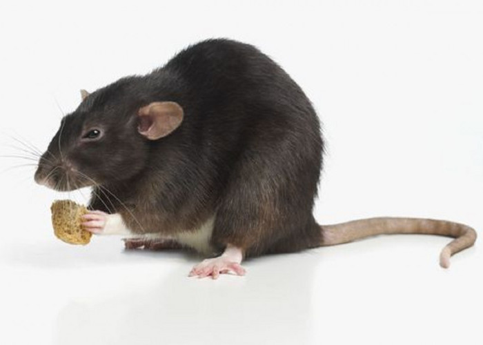 Benarkah Micin Dapat Mengusir Tikus? Berikut Menurut Penelitian