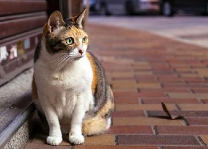 Kucing Liar Tidak Ingin Datang Kembali Ke Rumah Akibat 5 Cara Ini, Ampuh Mengusir Kucing Tanpa Menyakiti