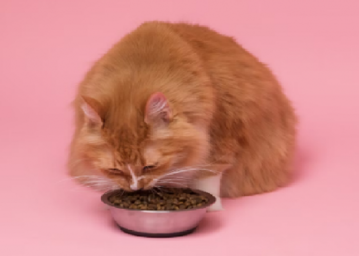 Semudah Ini! Cara Membuat Makanan Kucing Kering Sendiri di Rumah