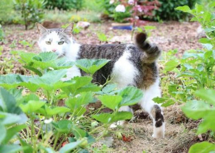 Terbukti, Ikuti 6 Cara Paling Ampuh Agar Kucing Liar Tidak Berak Depan Rumah Anda 