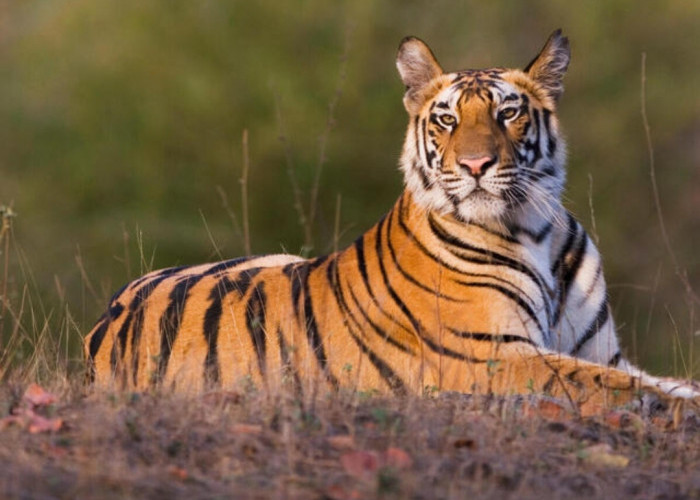 8 Binatang Ini Bisa Membunuh Harimau, Tak Menyangka, Salah Satunya Biasa Jadi Mangsa