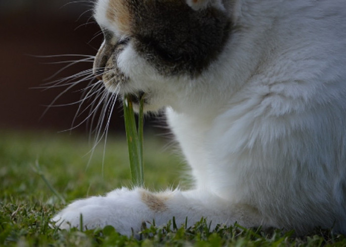 Kenali 5 Faktor Mengapa Kucing Memakan Rumput, Ternyata Ini Penyebabnya