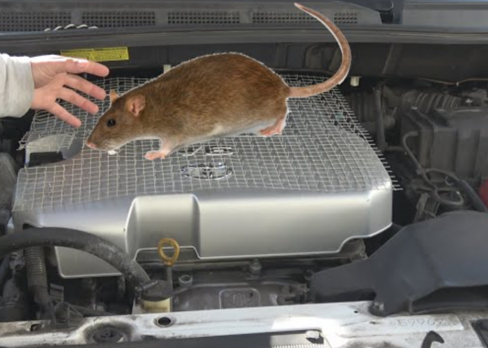 Bukan Hal Sepele, Ketahui 3 Bahaya Tikus Masuk ke Kap Mobil, Bisa Timbulkan Korsleting dan Kebakaran