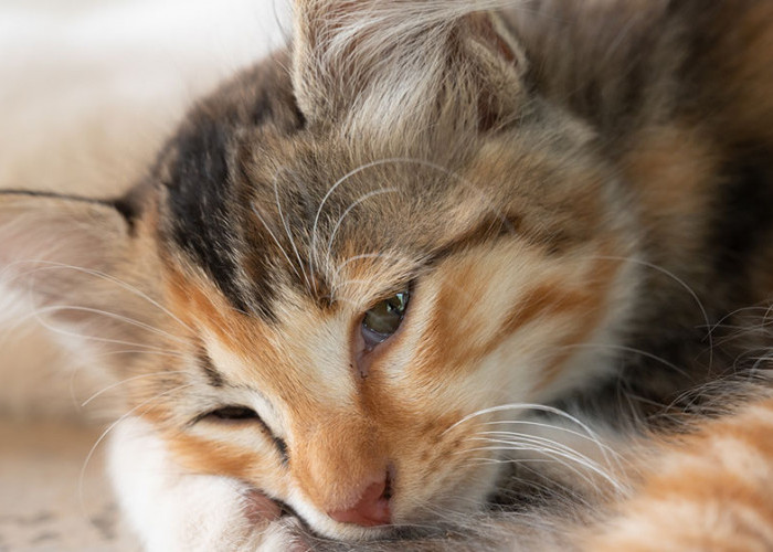 Jangan Disepelekan, Ini 5 Cara Mengobati Kucing Flu, yang Bisa Dilakukan di Rumah