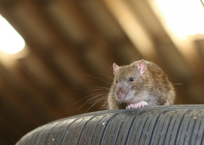 Waspada Tikus Rusak Kendaraan, Inilah 5 Cara Mengusir Tikus di Garasi dan Bikin Takut Balik Lagi