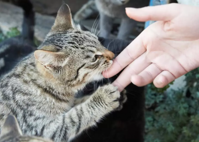 6 Cara Mendekati Kucing Liar yang Galak agar Dijadikan Hewan Peliharaan yang Jinak