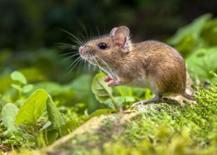 Ketahui, Inilah Pertolongan Pertama setelah Digigit Tikus, Agar Tidak Menjadi Penyakit Hingga Infeksi