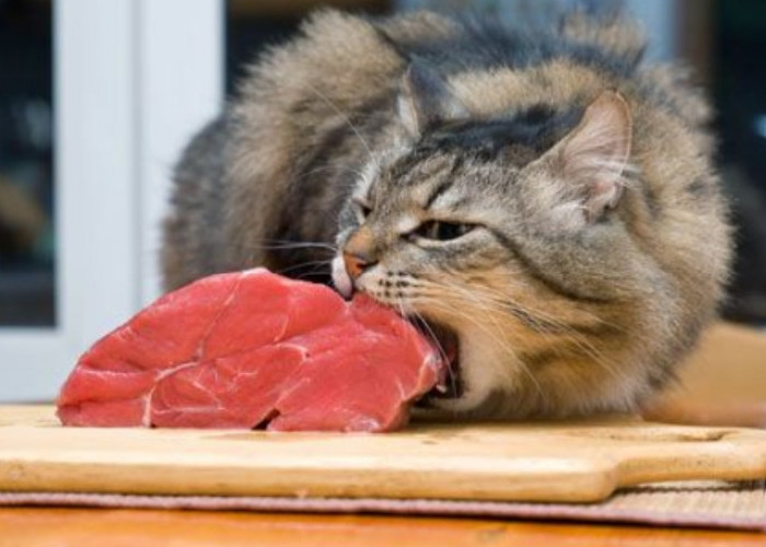 Dijamin Efektif! Inilah 5 Rekomendasi Makanan Kucing Kampung agar Cepat Gemuk