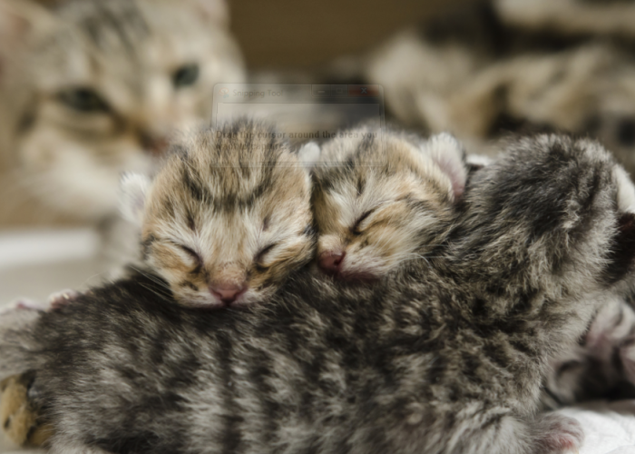Ini 4 Cara Merawat Anabul atau Kitten di Usia 4 Minggu, Baik dengan atau Tanpa Induk!