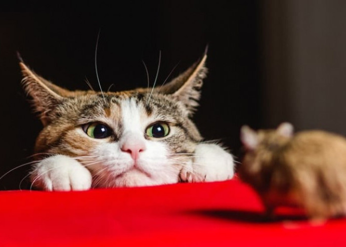 Kenapa Kucing Suka Bawa Bangkai Tikus? Ternyata Alasannya Bikin Terharu!