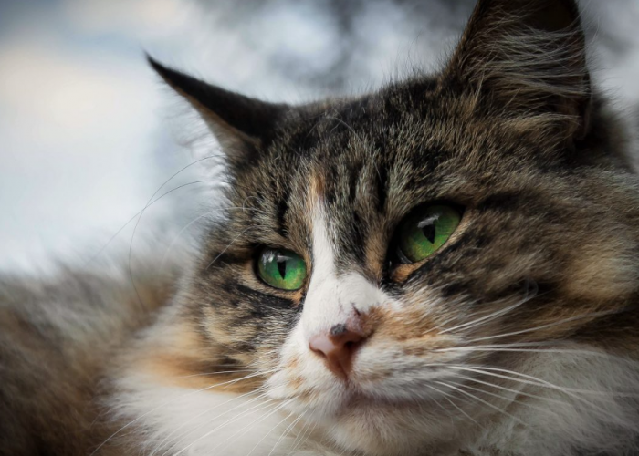 5 Obat Alami Mata Kucing Berair yang Bisa Dilakukan di Rumah
