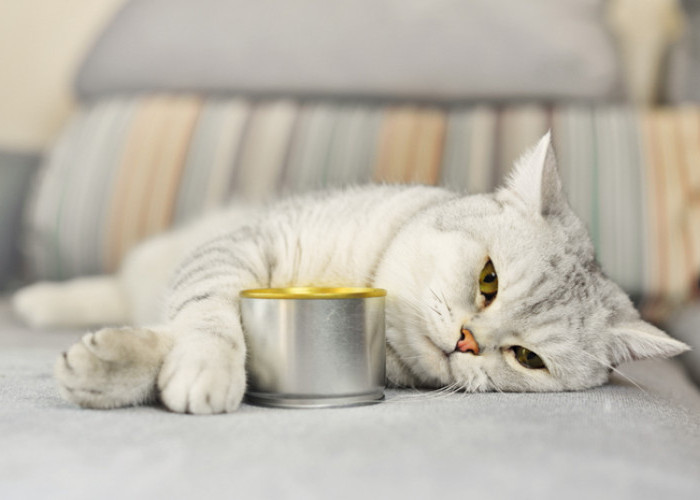 Jangan Diabaikan, Kenali 7 Penyebab Kucing Mogok Makan, Cat Lovers Harus Peka!