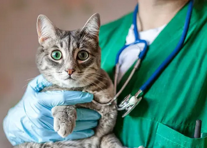 Waspadai! Inilah 5 Penyakit Kucing Berbahaya Yang Bisa Menular Kepada Manusia Lho, Apa saja?