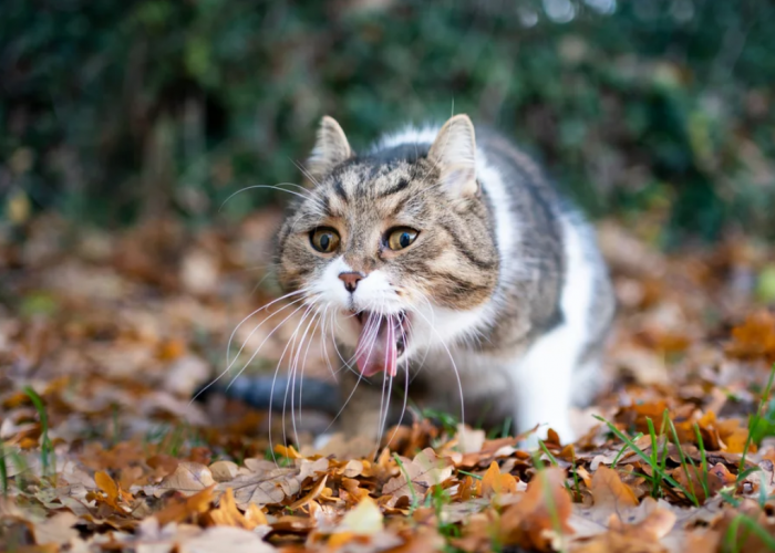 Ternyata Ini Alasan Kenapa Kucing Muntah Dikasih Makan, Bisa Jadi Dehidrasi!