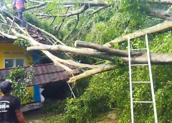 Angin Kencang Terjang Jalaksana Kuningan, Rumah Warga dan Madrasah Rusak Tertimpa Pohon