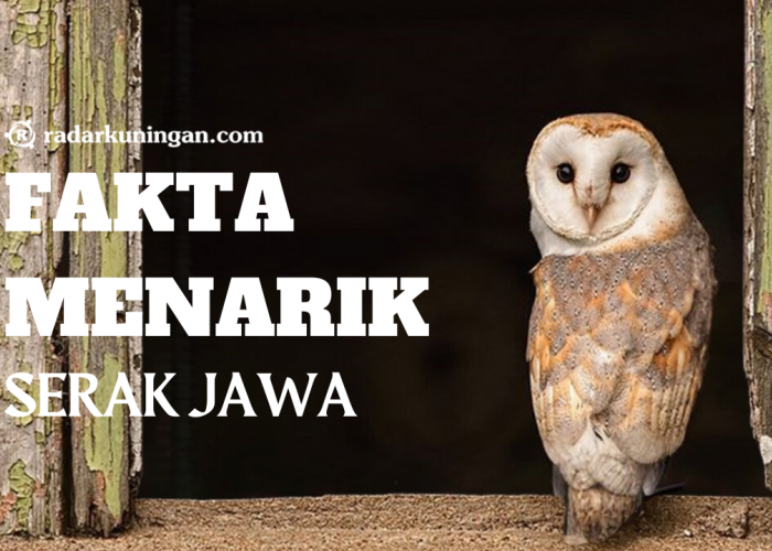 Mengenal Lebih Dekat Serak Jawa, Fakta Menarik Seputar Burung Hantu Serak Jawa