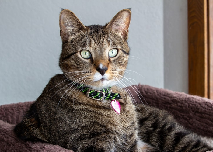 Sering Diremehkan! Berikut 4 Keuntungan Memiliki Kucing Kampung di Rumah, Selain Mengusir Tikus