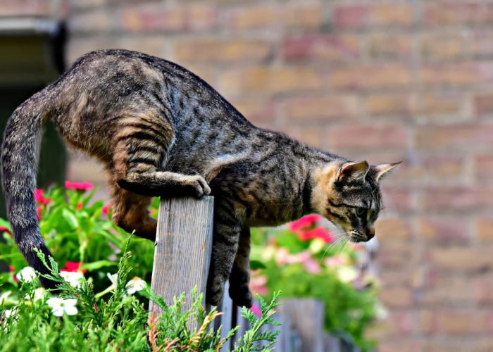 5 Rekomendasi Obat Pengusir Kucing Liar, Solusi untuk Anabul Suka Berak di Depan Rumah