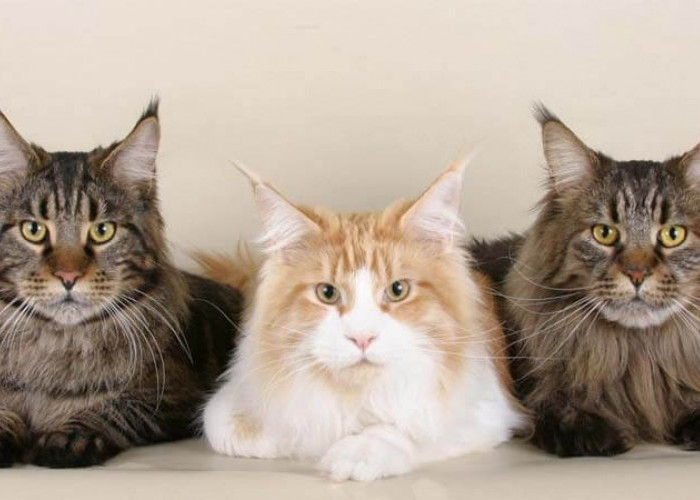 6 Ras Kucing Paling Penurut dan Mudah Dijinakkan, Cocok Jadi Pilihan Tepat untuk Pemula, Simak Yuk Apa Saja?