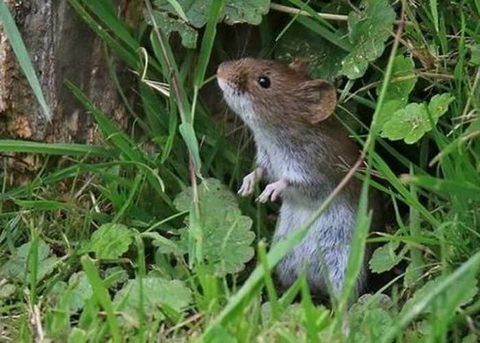 Tikus Kabur Karena Aroma Wanginya, Berikut 6 Bau Wangi Yang Tidak Disukai Tikus