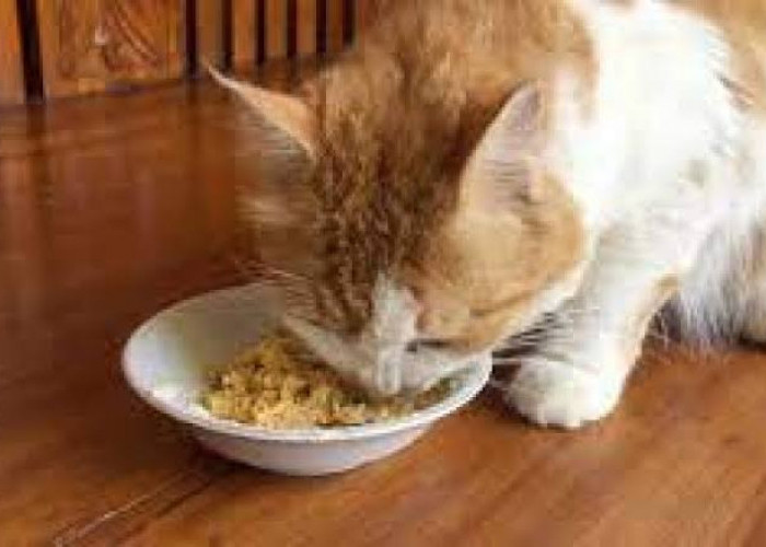 Aneka Olahan Makanan Kucing dari Daging Ayam, Mudah dan Kaya Nutrisi